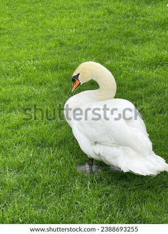 Similar – Image, Stock Photo gooseneck Swan Bird Animal