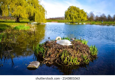 White Swan On An Island In The Water