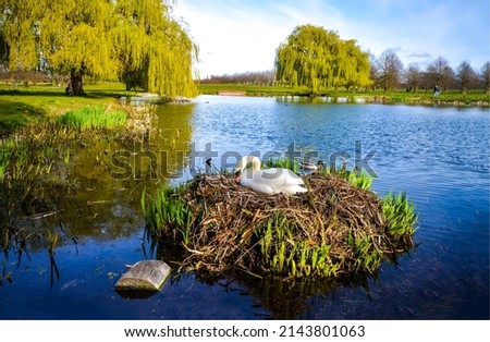 White swan on an island in the water. Lonely swan like leaf in water