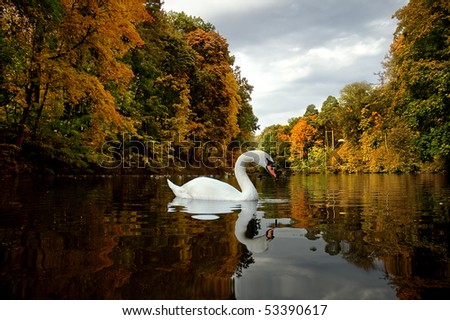 White swan on lake