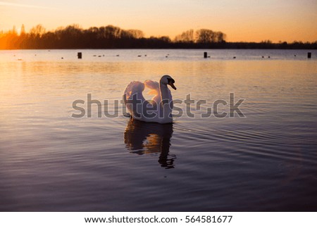 Similar – Foto Bild Ledas Schwäne Umwelt Natur