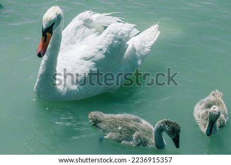 White swan on the lake guarding its chicks