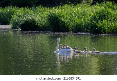 White swan on the lake with her children swan family