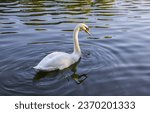 White Swan on the Lake. Mute Swan (Cygnus olor) gliding across the Lake at sunset. Amazing sunset scene, beautiful majestic Swan on the Lake in sunset light, fairy tale, swan lake, beauty.
