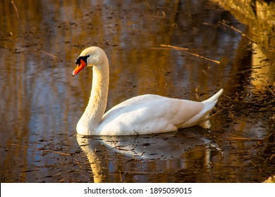 White Swan On The Local Pond At Sunset Closeup Photo