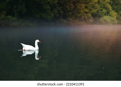 White Swan On A Mystic River