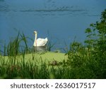       White swan on a pond in the countryside early in the morning.                         
