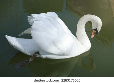 white swan on the pond. Soft focus.