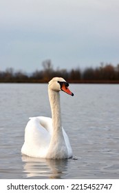 The White Swan On The River Rhine In France