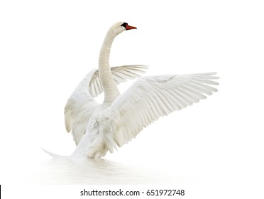 White swan on white surface.