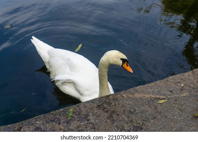 White Swan On The Water. View From Above. Close-up