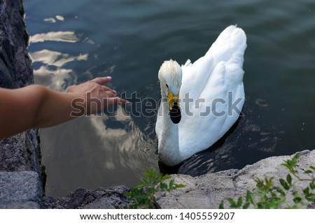 white swan on the water and a woman's hand is extended to it with a pink manicure with a reflection of the clouds 