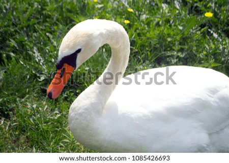 Similar – Image, Stock Photo gooseneck Swan Bird Animal