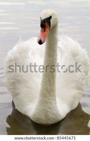 Similar – Image, Stock Photo swan Colour photo