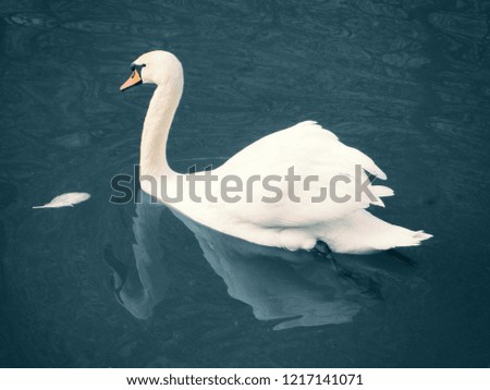 Similar – surfers Green Swan Waves