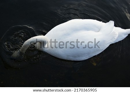 A white swan seeks food underwater. The bird is looking for food.