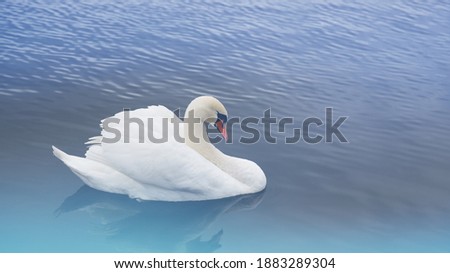 A white Swan sleeps quietly against the background of light blue water. Vacationers sibilant Swan . A peaceful bird. Concept. wild bird, sleep, peace, peace, peace, rest, relaxation.
