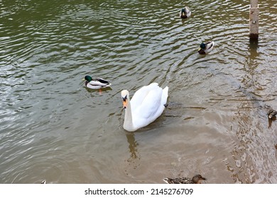 A White Swan And Some Mallards In Severn River