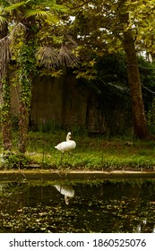 White Swan stands by the lake against the background of palm trees