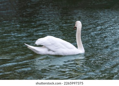A white swan swimming alone in a lake. White Swans. High resolution swan photo.