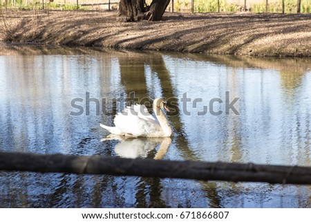 White swan swimming alone in stream of water in pond
