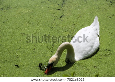 Similar – Image, Stock Photo gooseneck Swan Bird Animal