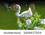white swan swimming in the fish pond. white swan is a very beautiful animal