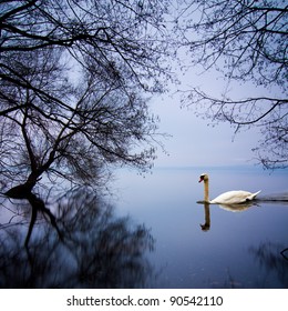 White swan swimming gently in still lake water in blue light