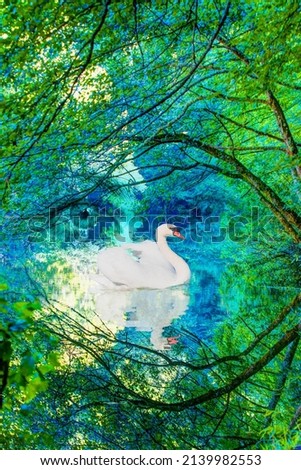 White swan swimming in green pond - Mother nature concept, in the background girl eyes and Yedigoller National Park