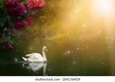 White Swan swimming in lake, fantasy magical enchanted fairy tale landscape with beautiful elegant bird, fairytale blooming roses flowers on mysterious shining background with sun rays, tranquil scene