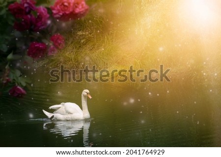White Swan swimming in lake, fantasy magical enchanted fairy tale landscape with beautiful elegant bird, fairytale blooming roses flowers on mysterious shining background with sun rays, tranquil scene