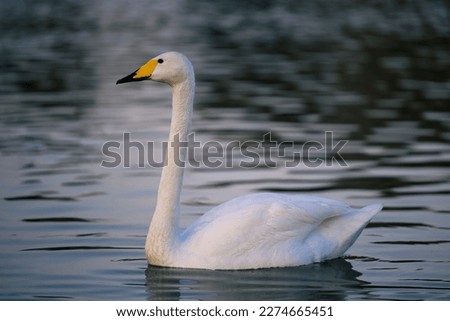 White swan swimming on a lake with dark water. The mute swan, Cygnus olor. Al Qudra Lakes, Dubai, United Arab Emirates.