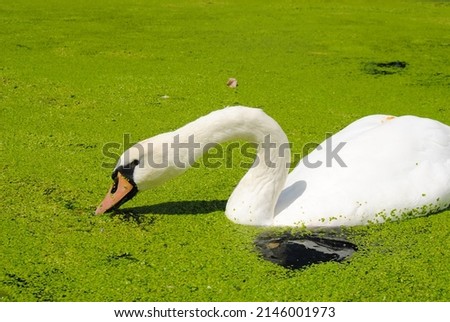 Similar – Image, Stock Photo gooseneck Swan Bird Animal