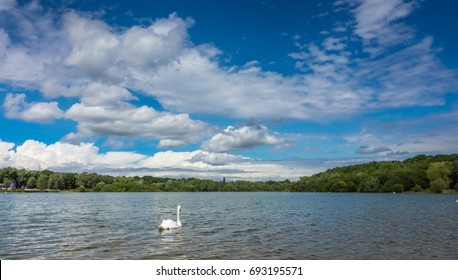 White Swan Swimming In The Ruislip Lido Lake, London