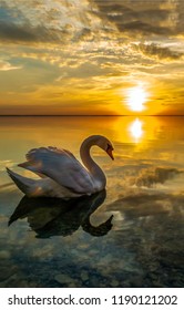 White swan swimming in sunset water