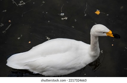 A White Swan Swims In A City Park Pond. High Quality Photo