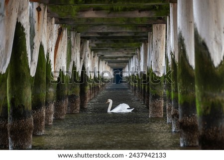 a white swan swims under a wooden pier in the Baltic sea in spring during low tide