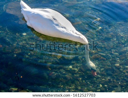 White swan takes an unusual pose and sticks head deep under the water in search of food at the ocean bottom 