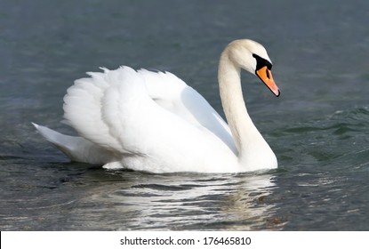 White Swan In The Water.