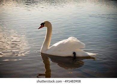 White Swan in Yamanaka lake