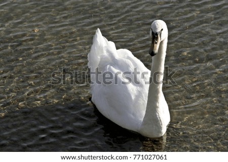 Similar – Image, Stock Photo swan Colour photo