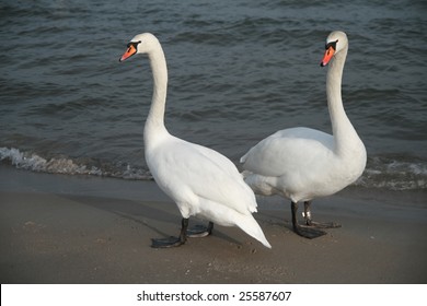White swans