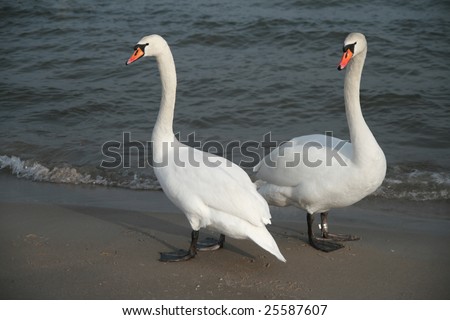 White swans