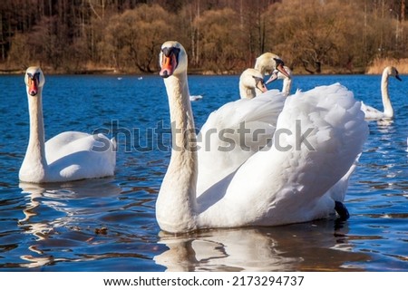 White swans in blue water. Flock of birds. They look into the camera