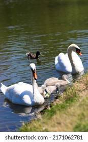 White swans with chicks on the lake. Baby swan, young swan, cygnet with his mother