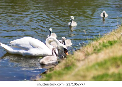 White swans with chicks on the lake. Baby swan, young swan, cygnet with his mother