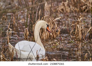 White swans, Cygnus, swimming through reed. Bird species of Anatidae family closely related to geese and ducks.