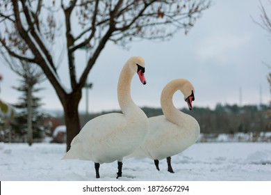 White Swans Are Enjoying The Snow In Eskişehir Sazova Park.