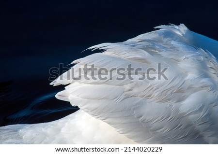 Similar – Image, Stock Photo Swan over!