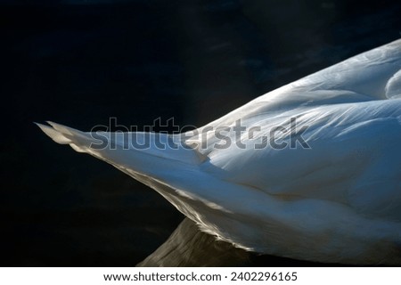 Similar – Image, Stock Photo Swan over!